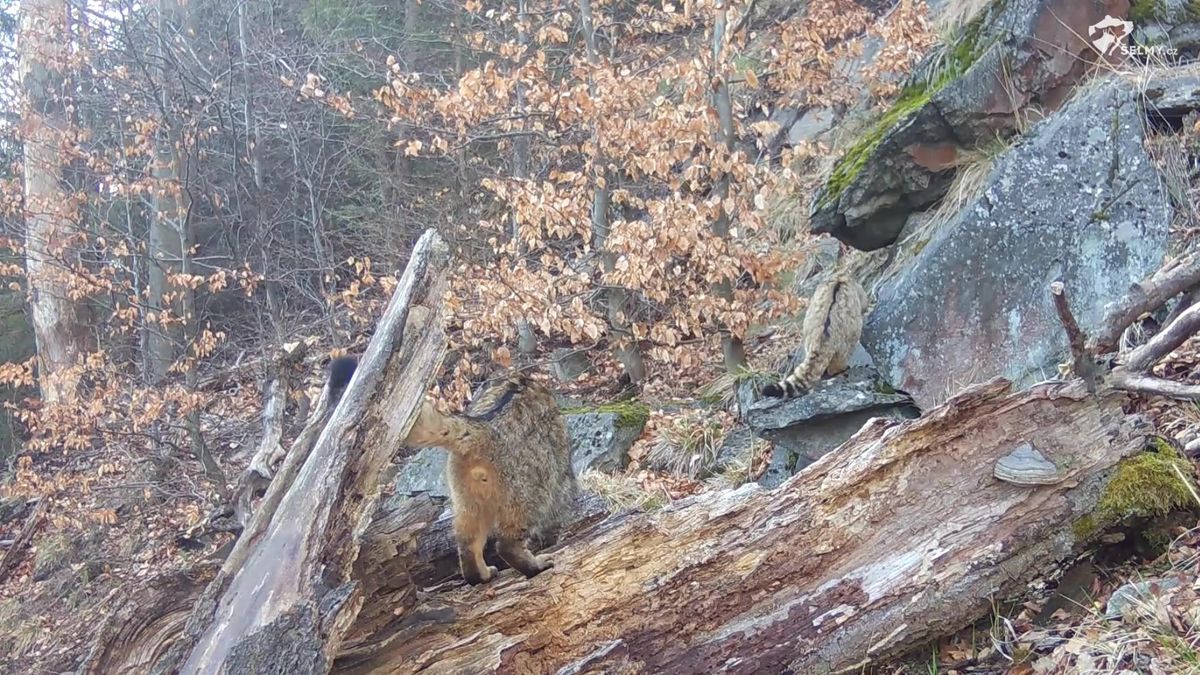 Objev z fotopastí: Kočka divoká vyvedla v Lužických horách mláďata